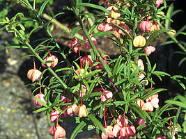 Euonymus nanus turkestanicus