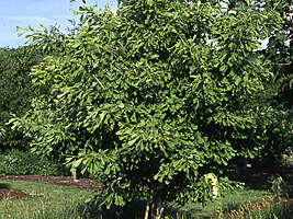 Gingko biloba saratoga