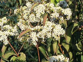 Heptacodium miconioides