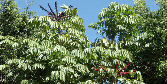 Umbrella aralia