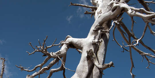 Schlangenhaut-Kiefer