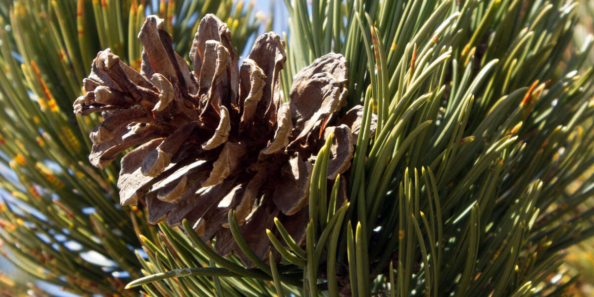 Snakeskin Pine