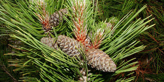 Schlangenhaut-Kiefer