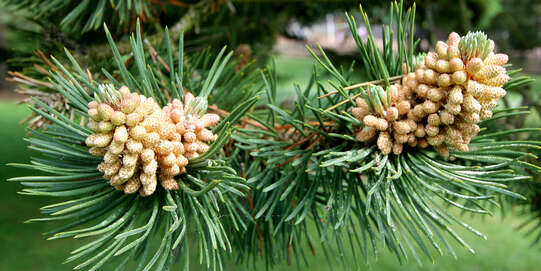 Snakeskin Pine