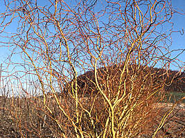 Salix Erythroflexuosa