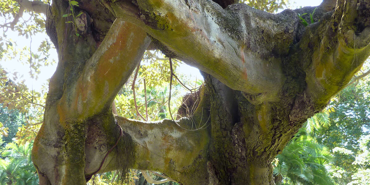 Albero della gomma