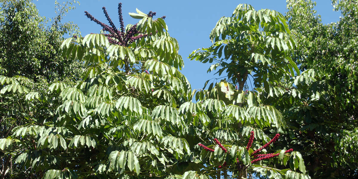 Ombrello aralia